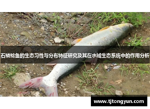 石鳞鲶鱼的生态习性与分布特征研究及其在水域生态系统中的作用分析